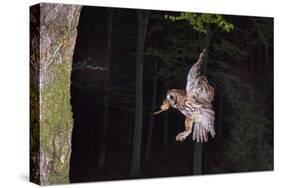 Tawny Owl (Strix Aluco) Flying with Dormouse Prey (Muscardinus Avellanairus) to Nest, Sussex-Dale Sutton-Stretched Canvas