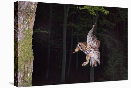 Tawny Owl (Strix Aluco) Flying with Dormouse Prey (Muscardinus Avellanairus) to Nest, Sussex-Dale Sutton-Stretched Canvas