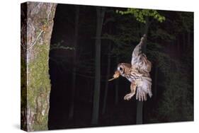 Tawny Owl (Strix Aluco) Flying with Dormouse Prey (Muscardinus Avellanairus) to Nest, Sussex-Dale Sutton-Stretched Canvas