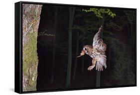 Tawny Owl (Strix Aluco) Flying with Dormouse Prey (Muscardinus Avellanairus) to Nest, Sussex-Dale Sutton-Framed Stretched Canvas