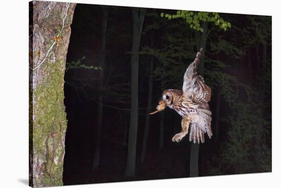 Tawny Owl (Strix Aluco) Flying with Dormouse Prey (Muscardinus Avellanairus) to Nest, Sussex-Dale Sutton-Stretched Canvas