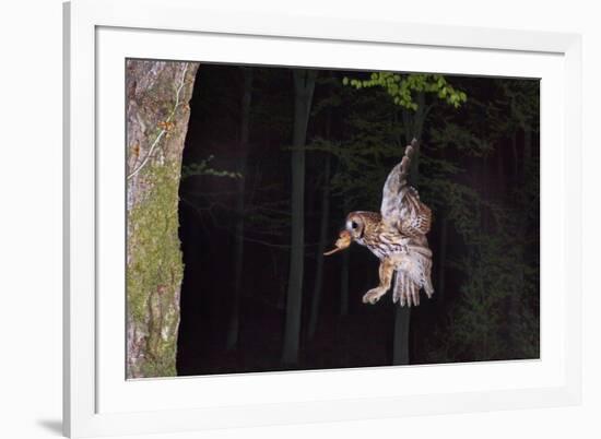 Tawny Owl (Strix Aluco) Flying with Dormouse Prey (Muscardinus Avellanairus) to Nest, Sussex-Dale Sutton-Framed Photographic Print