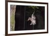 Tawny Owl (Strix Aluco) Flying with Dormouse Prey (Muscardinus Avellanairus) to Nest, Sussex-Dale Sutton-Framed Photographic Print