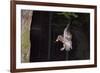 Tawny Owl (Strix Aluco) Flying with Dormouse Prey (Muscardinus Avellanairus) to Nest, Sussex-Dale Sutton-Framed Photographic Print