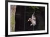 Tawny Owl (Strix Aluco) Flying with Dormouse Prey (Muscardinus Avellanairus) to Nest, Sussex-Dale Sutton-Framed Photographic Print