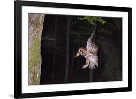 Tawny Owl (Strix Aluco) Flying with Dormouse Prey (Muscardinus Avellanairus) to Nest, Sussex-Dale Sutton-Framed Photographic Print