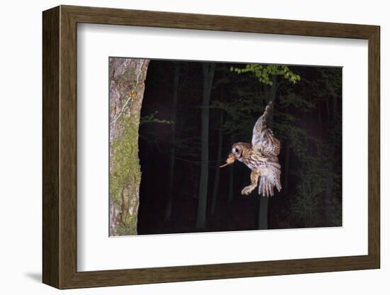 Tawny Owl (Strix Aluco) Flying with Dormouse Prey (Muscardinus Avellanairus) to Nest, Sussex-Dale Sutton-Framed Photographic Print