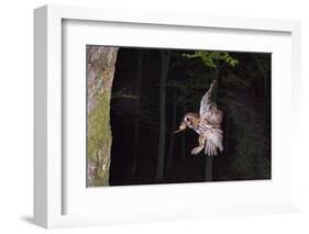 Tawny Owl (Strix Aluco) Flying with Dormouse Prey (Muscardinus Avellanairus) to Nest, Sussex-Dale Sutton-Framed Photographic Print