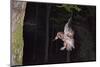 Tawny Owl (Strix Aluco) Flying with Dormouse Prey (Muscardinus Avellanairus) to Nest, Sussex-Dale Sutton-Mounted Photographic Print