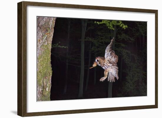 Tawny Owl (Strix Aluco) Flying with Dormouse Prey (Muscardinus Avellanairus) to Nest, Sussex-Dale Sutton-Framed Photographic Print