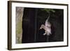 Tawny Owl (Strix Aluco) Flying with Dormouse Prey (Muscardinus Avellanairus) to Nest, Sussex-Dale Sutton-Framed Photographic Print