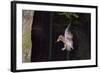 Tawny Owl (Strix Aluco) Flying with Dormouse Prey (Muscardinus Avellanairus) to Nest, Sussex-Dale Sutton-Framed Photographic Print