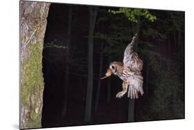 Tawny Owl (Strix Aluco) Flying with Dormouse Prey (Muscardinus Avellanairus) to Nest, Sussex-Dale Sutton-Mounted Photographic Print