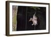 Tawny Owl (Strix Aluco) Flying with Dormouse Prey (Muscardinus Avellanairus) to Nest, Sussex-Dale Sutton-Framed Photographic Print