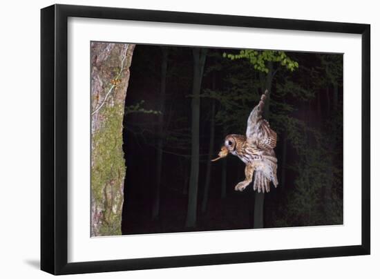 Tawny Owl (Strix Aluco) Flying with Dormouse Prey (Muscardinus Avellanairus) to Nest, Sussex-Dale Sutton-Framed Photographic Print