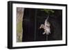 Tawny Owl (Strix Aluco) Flying with Dormouse Prey (Muscardinus Avellanairus) to Nest, Sussex-Dale Sutton-Framed Photographic Print