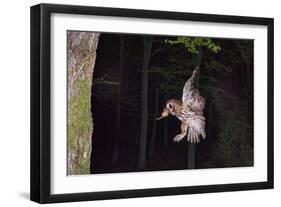 Tawny Owl (Strix Aluco) Flying with Dormouse Prey (Muscardinus Avellanairus) to Nest, Sussex-Dale Sutton-Framed Photographic Print
