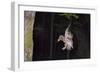 Tawny Owl (Strix Aluco) Flying with Dormouse Prey (Muscardinus Avellanairus) to Nest, Sussex-Dale Sutton-Framed Photographic Print