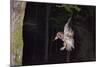 Tawny Owl (Strix Aluco) Flying with Dormouse Prey (Muscardinus Avellanairus) to Nest, Sussex-Dale Sutton-Mounted Photographic Print