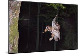 Tawny Owl (Strix Aluco) Flying with Dormouse Prey (Muscardinus Avellanairus) to Nest, Sussex-Dale Sutton-Mounted Photographic Print