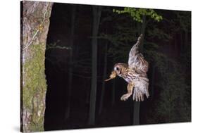 Tawny Owl (Strix Aluco) Flying with Dormouse Prey (Muscardinus Avellanairus) to Nest, Sussex-Dale Sutton-Stretched Canvas