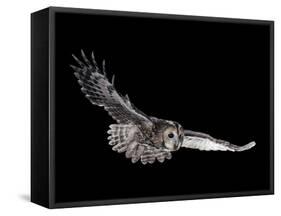 Tawny Owl (Strix Aluco) in Flight. Captive. UK-null-Framed Stretched Canvas