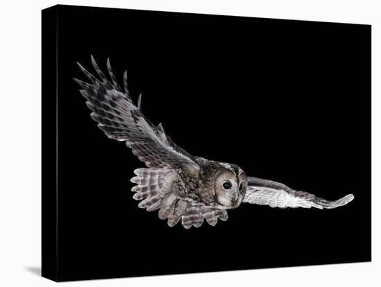 Tawny Owl (Strix Aluco) in Flight. Captive. UK-null-Stretched Canvas