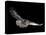 Tawny Owl (Strix Aluco) in Flight. Captive. UK-null-Stretched Canvas