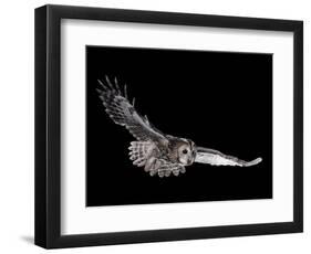 Tawny Owl (Strix Aluco) in Flight. Captive. UK-null-Framed Photographic Print