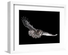 Tawny Owl (Strix Aluco) in Flight. Captive. UK-null-Framed Photographic Print