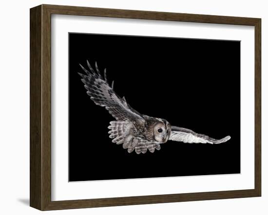 Tawny Owl (Strix Aluco) in Flight. Captive. UK-null-Framed Photographic Print