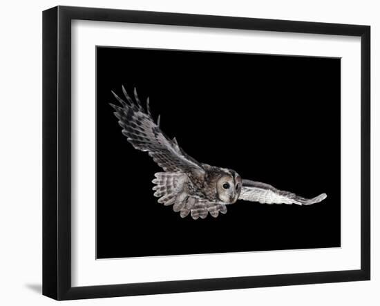 Tawny Owl (Strix Aluco) in Flight. Captive. UK-null-Framed Photographic Print