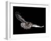 Tawny Owl (Strix Aluco) in Flight. Captive. UK-null-Framed Photographic Print