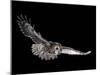 Tawny Owl (Strix Aluco) in Flight. Captive. UK-null-Mounted Photographic Print