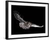 Tawny Owl (Strix Aluco) in Flight. Captive. UK-null-Framed Photographic Print