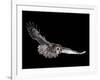 Tawny Owl (Strix Aluco) in Flight. Captive. UK-null-Framed Photographic Print