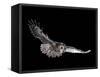 Tawny Owl (Strix Aluco) in Flight. Captive. UK-null-Framed Stretched Canvas