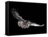 Tawny Owl (Strix Aluco) in Flight. Captive. UK-null-Framed Stretched Canvas