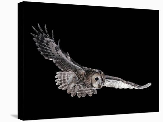 Tawny Owl (Strix Aluco) in Flight. Captive. UK-null-Stretched Canvas