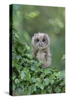 Tawny Owl (Strix aluco) juvenile, perched amongst ivy, August (captive)-Paul Sawer-Stretched Canvas