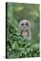 Tawny Owl (Strix aluco) juvenile, perched amongst ivy, August (captive)-Paul Sawer-Stretched Canvas