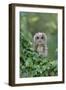 Tawny Owl (Strix aluco) juvenile, perched amongst ivy, August (captive)-Paul Sawer-Framed Photographic Print