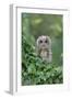 Tawny Owl (Strix aluco) juvenile, perched amongst ivy, August (captive)-Paul Sawer-Framed Photographic Print