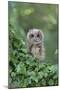 Tawny Owl (Strix aluco) juvenile, perched amongst ivy, August (captive)-Paul Sawer-Mounted Photographic Print