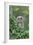 Tawny Owl (Strix aluco) juvenile, perched amongst ivy, August (captive)-Paul Sawer-Framed Photographic Print