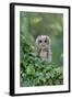 Tawny Owl (Strix aluco) juvenile, perched amongst ivy, August (captive)-Paul Sawer-Framed Photographic Print