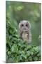 Tawny Owl (Strix aluco) juvenile, perched amongst ivy, August (captive)-Paul Sawer-Mounted Photographic Print