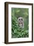 Tawny Owl (Strix aluco) juvenile, perched amongst ivy, August (captive)-Paul Sawer-Framed Photographic Print