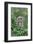 Tawny Owl (Strix aluco) juvenile, perched amongst ivy, August (captive)-Paul Sawer-Framed Photographic Print