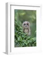 Tawny Owl (Strix aluco) juvenile, perched amongst ivy, August (captive)-Paul Sawer-Framed Photographic Print